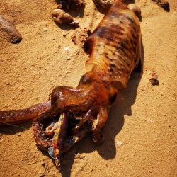 西表島でアオリイカ