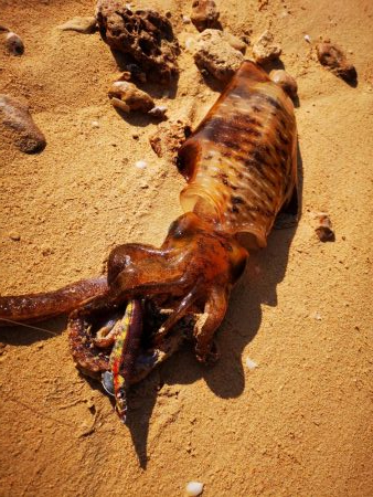 西表島でアオリイカ