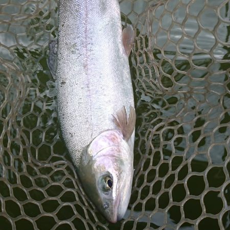 岡崎トラウトたくさん