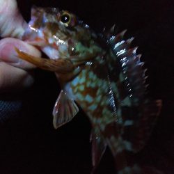 厳寒期に大物確保!