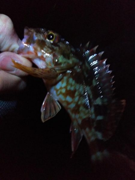 厳寒期に大物確保!