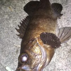 メバリングラビングバズ