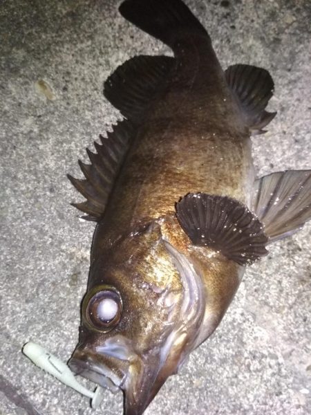 メバリングラビングバズ