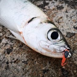 ターポンです。