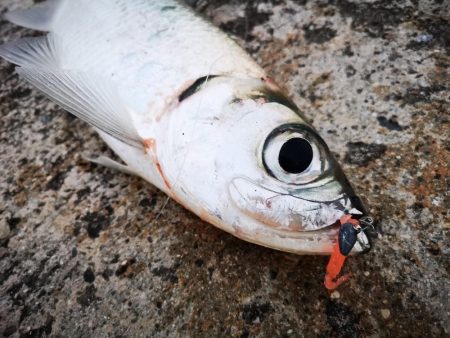 ターポンです。