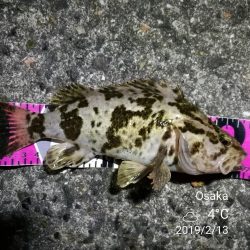 南港フェリーヘチ釣り （チョイ渋い！ガシラ,タケノコ 釣果有り）