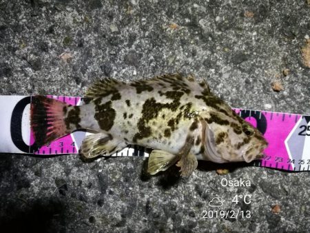 南港フェリーヘチ釣り （チョイ渋い！ガシラ…