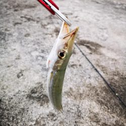 夕マズメ 港でオオメカマス
