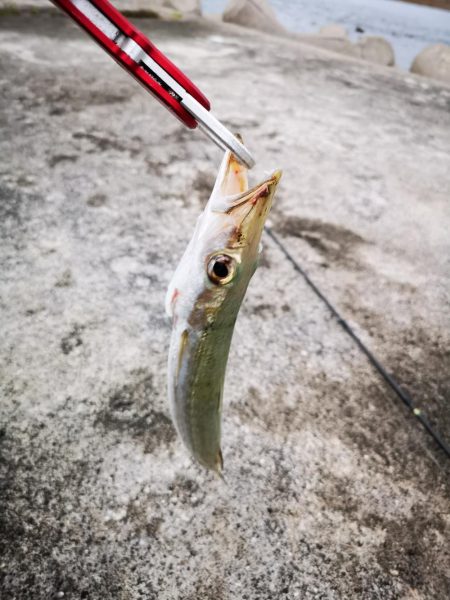 夕マズメ 港でオオメカマス