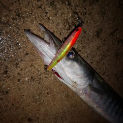 今朝はバラクーダー