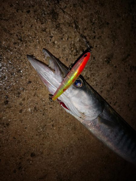 今朝はバラクーダー