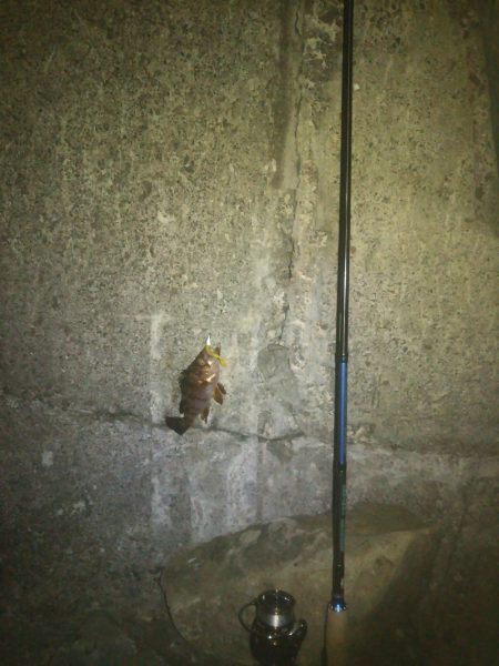 今夜もメバル釣り