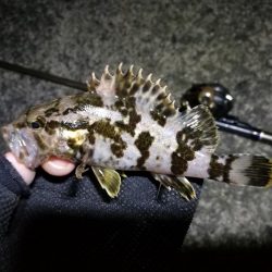 南港フェリーヘチ釣り (まいど渋いよ~ガシラ,タケノコ、シーバス 釣果有り)