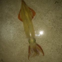 邪道エギングでヤリイカ3杯