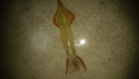 邪道エギングでヤリイカ3杯