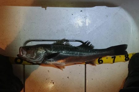 ボートシーバス