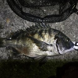 南港フェリーヘチ釣り (好釣果ラッキーデイ! 真チヌ47cmとタケノコ、ハゼ 釣果有り)