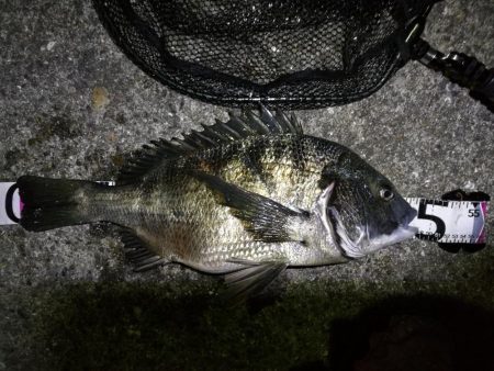 南港フェリーヘチ釣り （好釣果ラッキーデイ…