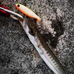 強風で渋い中シンペンでオオメカマス