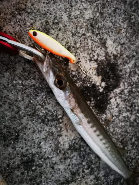 強風で渋い中シンペンでオオメカマス