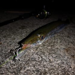 ルアー変われど釣れるのは同じオオメカマス