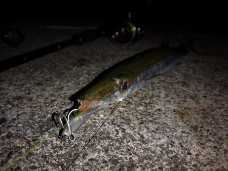 ルアー変われど釣れるのは同じオオメカマス