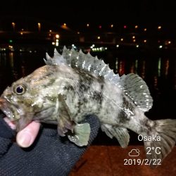 南港フェリーヘチ釣り （気温も釣果も寒い～ｗ 根魚 釣果有り）