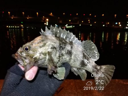 南港フェリーヘチ釣り （気温も釣果も寒い～…