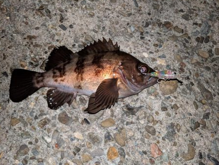 メバルプラッキング