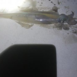 にゃんこの日にヤリイカ3杯とスルメ1杯!!