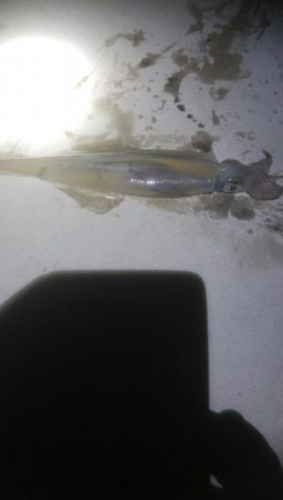 にゃんこの日にヤリイカ3杯とスルメ1杯！！…