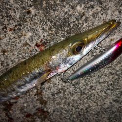 強風の激シブでオオメカマス