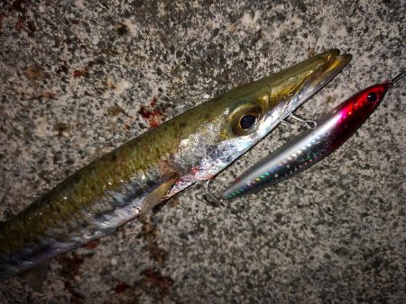 強風の激シブでオオメカマス