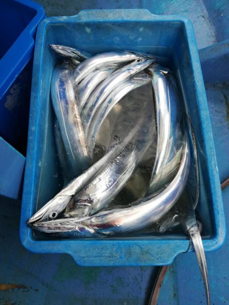 洲本沖でタチウオジギング