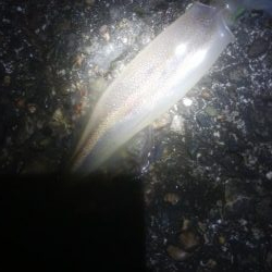 はじめての場所でヤリイカ・ヒイカ