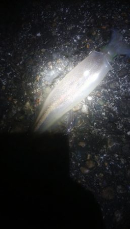 はじめての場所でヤリイカ・ヒイカ