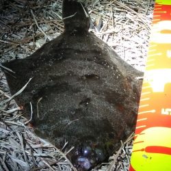 カレイとイイダコ　ポツポツ