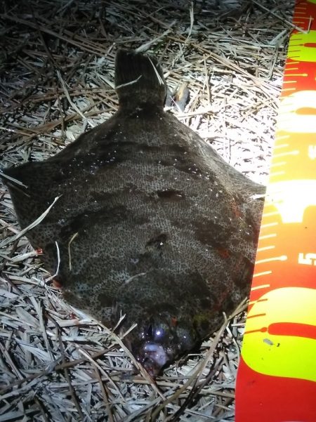 カレイとイイダコ　ポツポツ