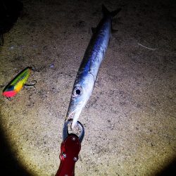 風の穏やかな早朝ポッパーでバラクーダ