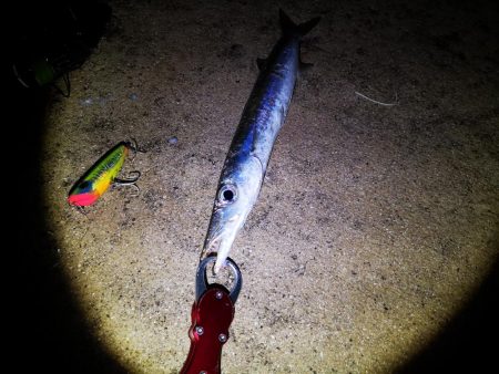 風の穏やかな早朝ポッパーでバラクーダ