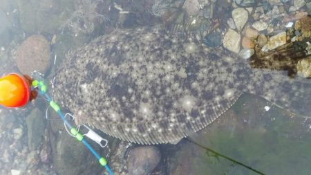 ヒラメゲット！