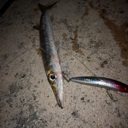 今朝は強風が復活、渋くオオメカマス