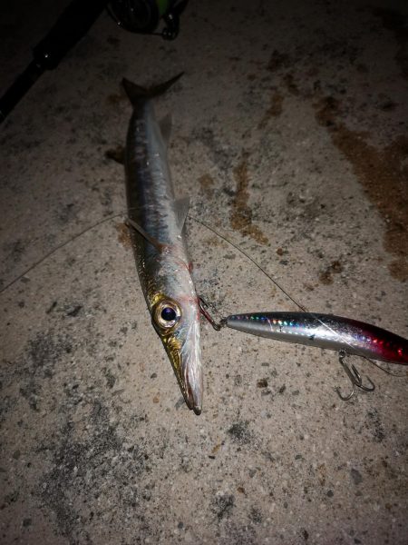 今朝は強風が復活、渋くオオメカマス