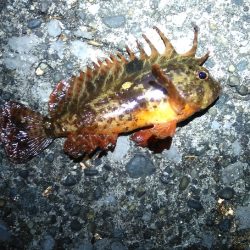 小潮で長い時合　　　カサゴ祭り