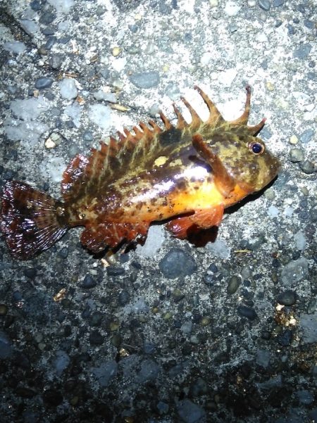 小潮で長い時合　　　カサゴ祭り