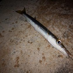 風は弱まりましたが釣れるのはオオメカマスだけ