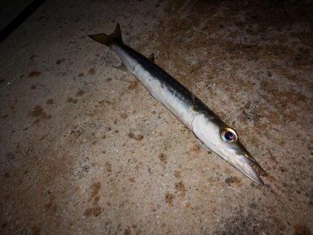 風は弱まりましたが釣れるのはオオメカマスだ…