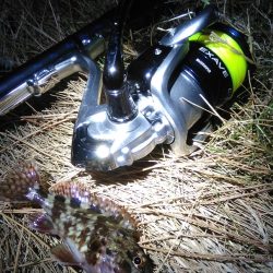 マイクロカサゴのみ　数釣り