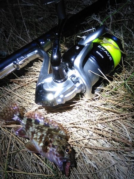 マイクロカサゴのみ　数釣り