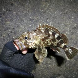 南港カモメ大橋ヘチ釣行 （楽しく根魚釣り～ ガシラ、タケノコ釣果有り）